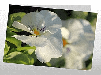 Danksagungskarten Trauer Blume