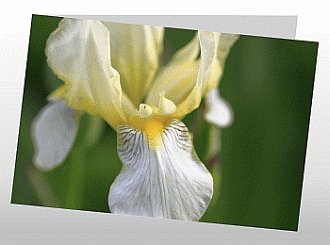 Danksagungskarten Trauer Blume