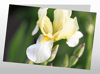 Danksagungskarten Trauer Blume