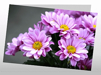 Danksagungskarten Trauer Blume