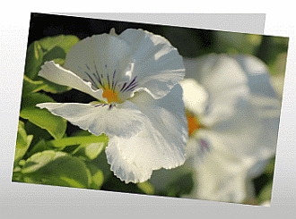 Danksagungskarten Trauer Favoriten