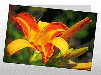 Danksagungskarten Trauer Lilie