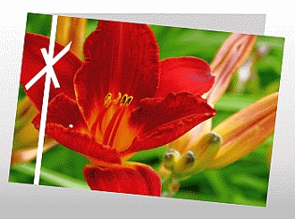 Danksagungskarten Trauer Lilie