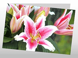 Danksagungskarten Trauer Lilie