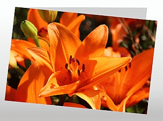 Danksagungskarten Trauer Lilie