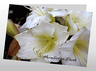 Danksagungskarten Trauer Lilie