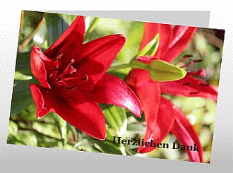 Danksagungskarten Trauer Lilie
