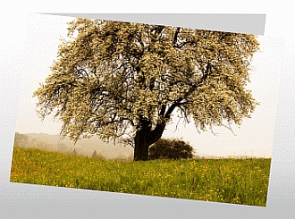 Danksagungskarten Trauer Sommer