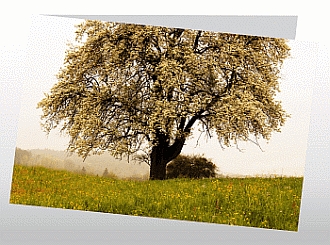 Danksagungskarten Trauer Wald